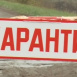 Минниханов ввел карантин в двух деревнях Татарстана, где выявили бешенство у животных 