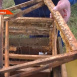 Балтач районындагы бер умарталыкка аю һөҗүм иткән