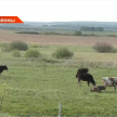 Төлке бозауларны тешләгән: Татарстанда котыру чире куркынычы арта 