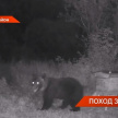 Историческое решение: в Татарстане открывают охоту на бурых медведей 